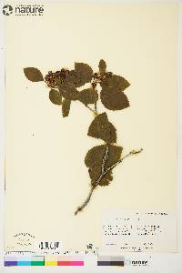 Alnus crispa image