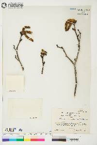 Alnus crispa image