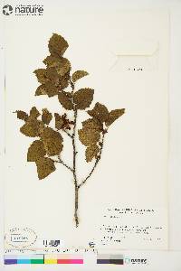 Alnus crispa image