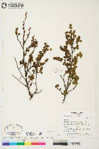 Betula glandulosa image