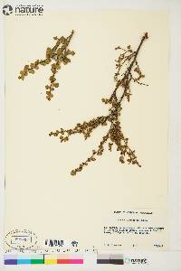 Betula glandulosa image