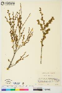 Betula glandulosa image