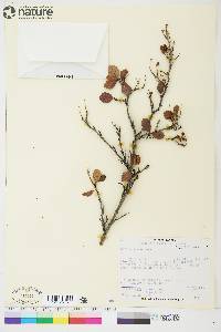 Betula glandulosa image