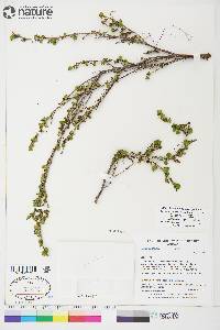 Betula glandulosa image