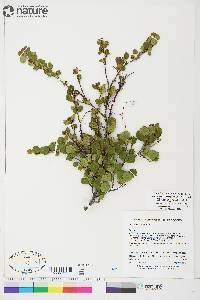 Betula glandulosa image