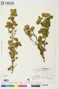 Betula glandulosa image