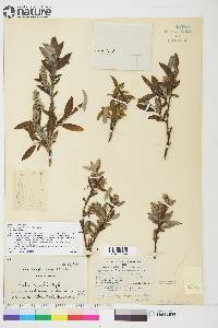 Salix niphoclada image