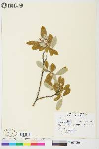 Salix glauca image