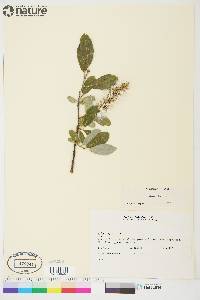 Salix glauca image