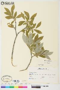 Salix glauca image