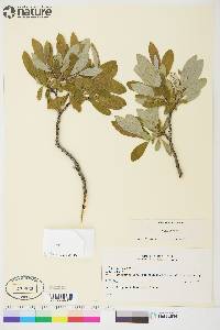 Salix glauca image