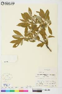 Salix glauca image