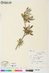 Salix glauca image