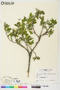 Salix glauca image