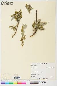 Salix glauca image