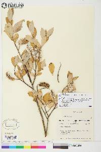 Salix glauca image