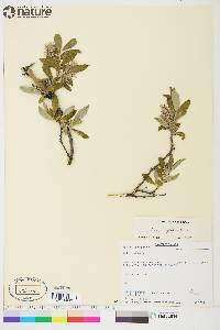 Salix glauca image