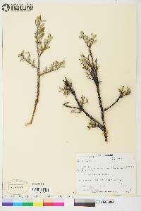 Salix glauca image