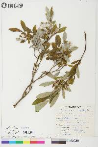 Salix glauca var. acutifolia image