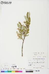 Salix glauca image