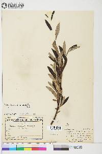 Salix glauca image