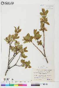 Salix glauca image