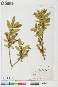 Salix glauca image