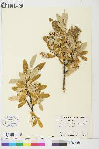 Salix glauca var. alicea image