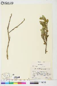 Salix glauca image