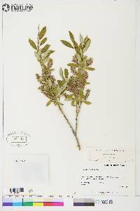 Salix glauca image