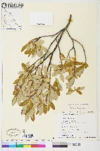 Salix glauca image