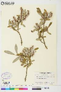 Salix glauca var. acutifolia image