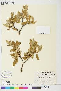 Salix glauca image