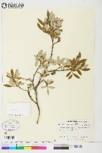 Salix glauca image