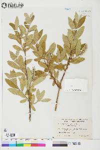 Salix glauca var. acutifolia image