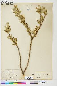 Salix glauca image