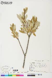 Salix glauca image