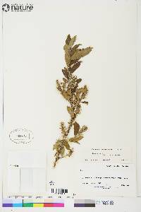 Salix glauca var. acutifolia image