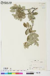 Salix glauca var. alicea image