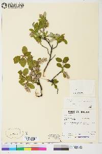 Salix glauca image