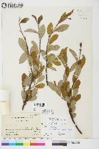 Salix glauca image