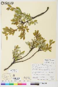 Salix glauca image