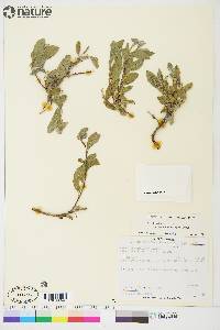 Salix brachycarpa subsp. niphoclada image