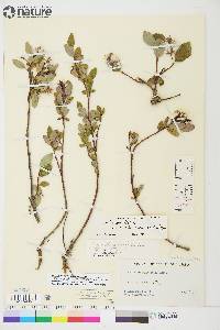 Salix ovalifolia var. arctolitoralis image