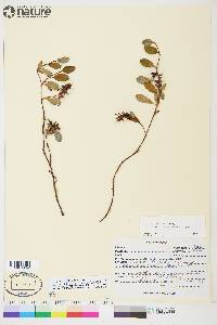 Salix ovalifolia var. arctolitoralis image