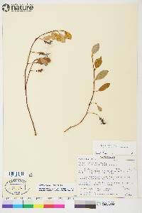 Salix ovalifolia var. arctolitoralis image