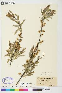 Salix petiolaris image