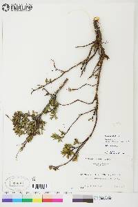 Salix planifolia image