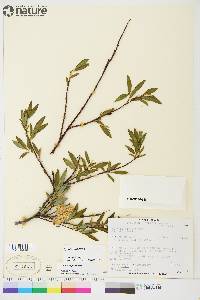 Salix planifolia image