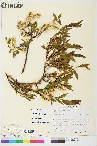 Salix planifolia image